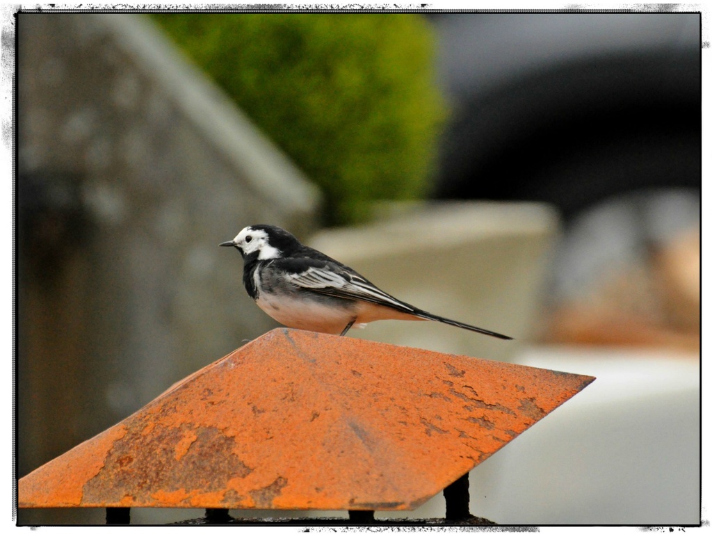 Pied wagtail by overalvandaan
