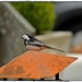 Pied wagtail by overalvandaan