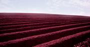 30th Mar 2014 - Ploughed field