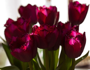 30th Mar 2014 - 30th March 2014 - Backlit Tulips 