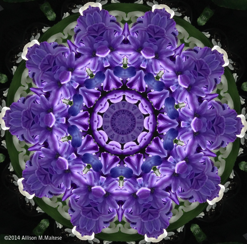 Kaleidoscopic Hyacinth by falcon11