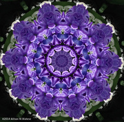 29th Mar 2014 - Kaleidoscopic Hyacinth