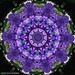 Kaleidoscopic Hyacinth by falcon11