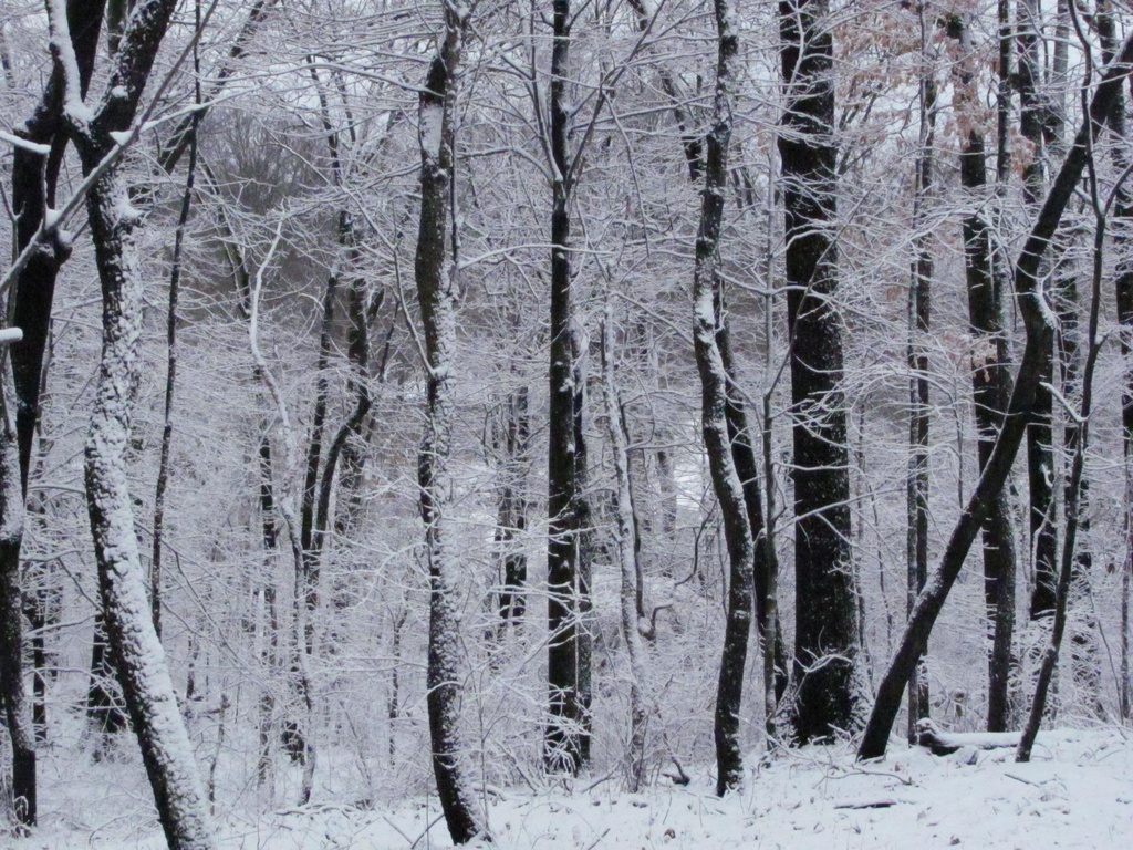 Winter Wonderland by julie