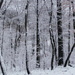 Winter Wonderland by julie