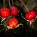 Rose Hips... by vignouse