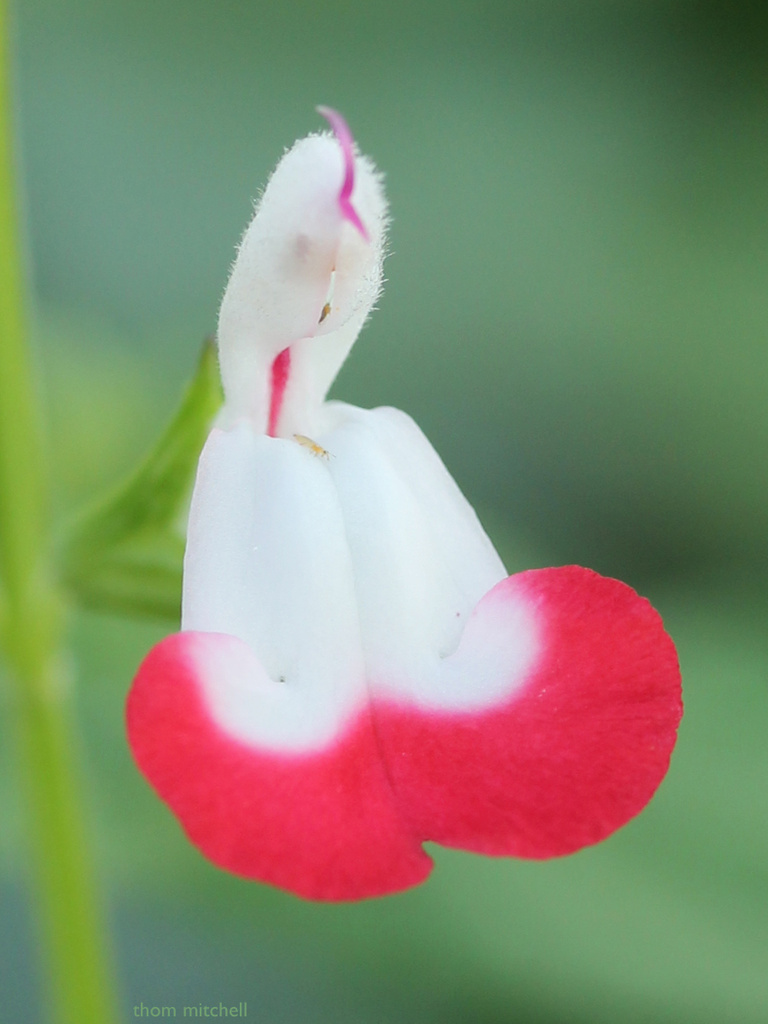 ‘Hot Lips’ … and more thrips by rhoing