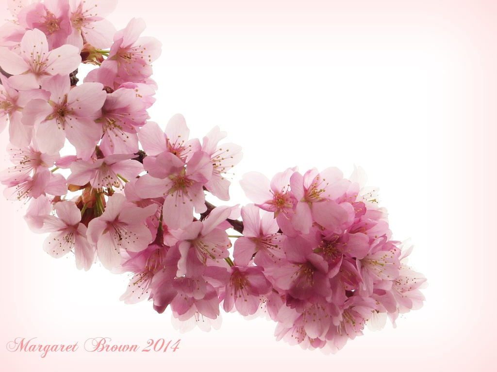 Cherry Blossom Time by craftymeg
