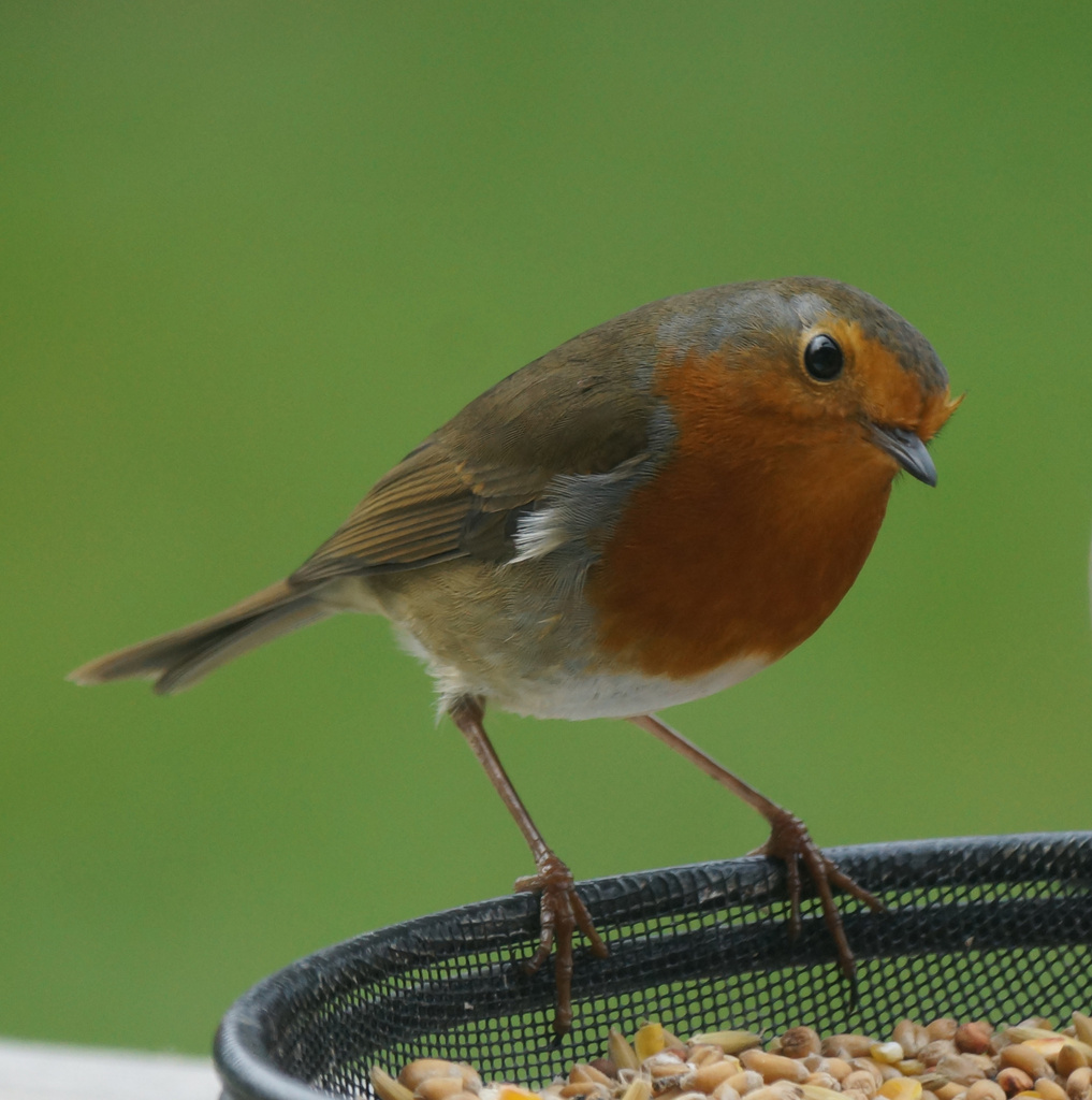 Robin Redbreast 5 by pcoulson