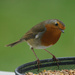 Robin Redbreast 5 by pcoulson