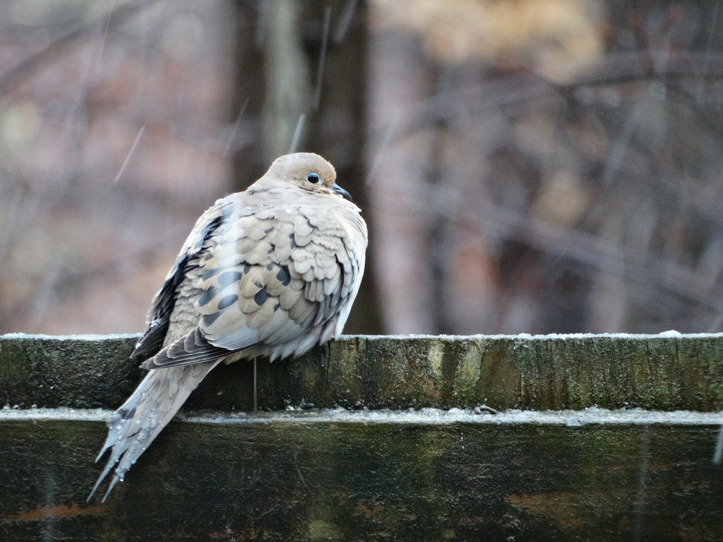 Mourning Dove in Snow by khawbecker