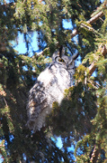 30th Mar 2014 - Great Horned Owl