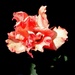 Zanimljiva ruža by vesna0210