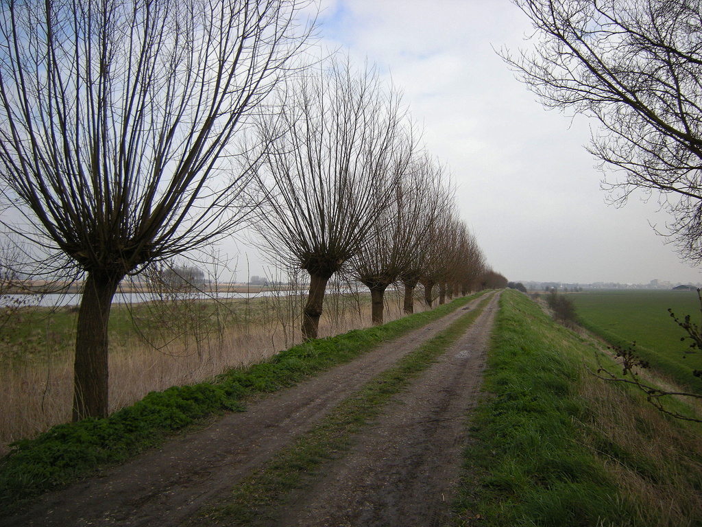 An old dike with pollard willows by pyrrhula