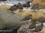 29th Mar 2014 - Black Turnstone