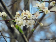 30th Mar 2014 - Spring blossoms
