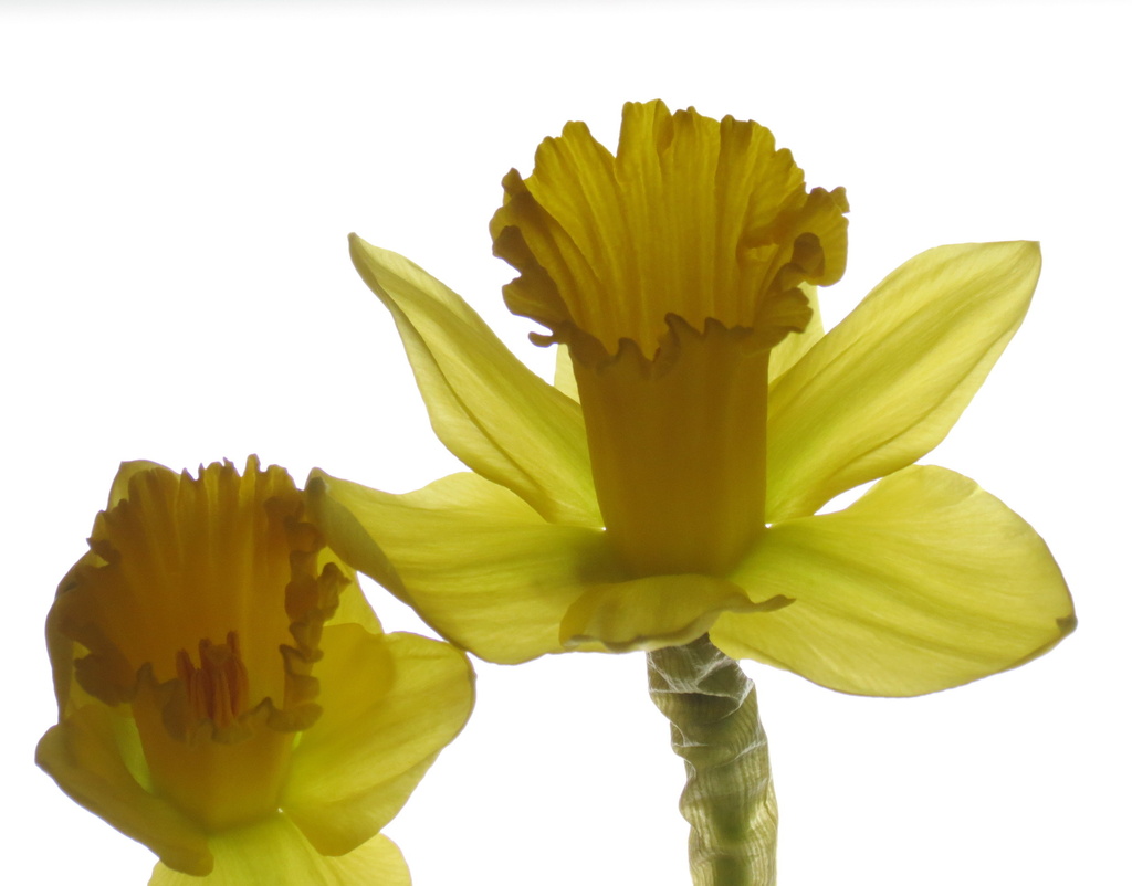 Daffodils by radiogirl