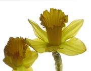 31st Mar 2014 - Daffodils