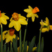 Daffodils by leonbuys83