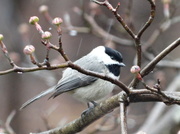 30th Mar 2014 - A Wee Little Chickadee