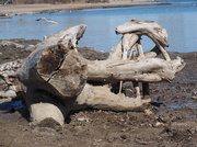 30th Mar 2014 - Dinosaur Bones on the Beach