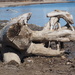 Dinosaur Bones on the Beach by selkie
