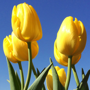 30th Mar 2014 - Yellow Tulips