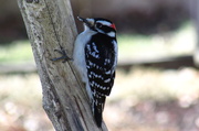 30th Mar 2014 - Woodpecker