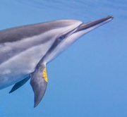 23rd Mar 2014 - Dolphin Portrait