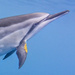 Dolphin Portrait by jgpittenger