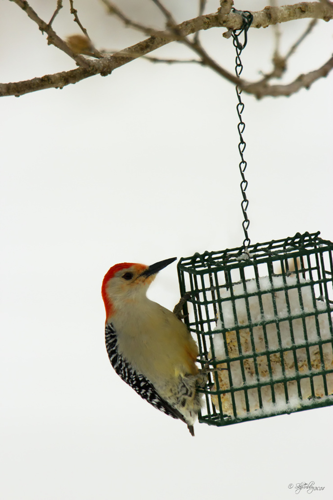 Red Bellied Woodpecker by skipt07