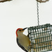 Red Bellied Woodpecker by skipt07
