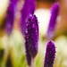 Raindrops on Crocus by mzzhope