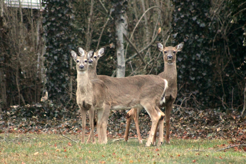 Deer at Dusk by lauriehiggins