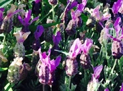 30th Mar 2014 - Lavender impression