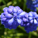 Grape Hyacinth's by iiwi
