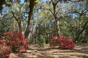 31st Mar 2014 - Charles Towne Landing State Historic Site, Charleston, SC