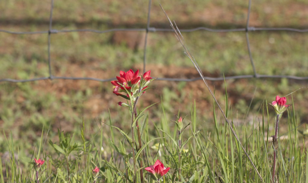 Indian Paint Brush by jamibann