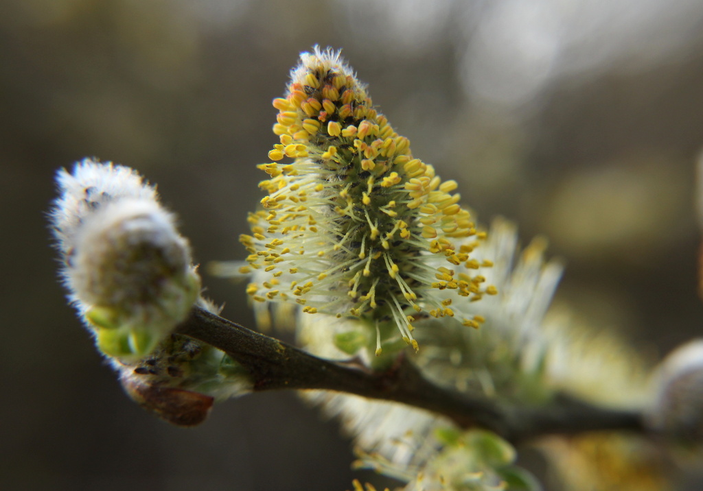 Pussy Willow by busylady