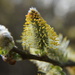 Pussy Willow by busylady