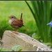 One of our little wrens by rosiekind
