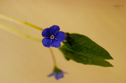 31st Mar 2014 - A little blue flower