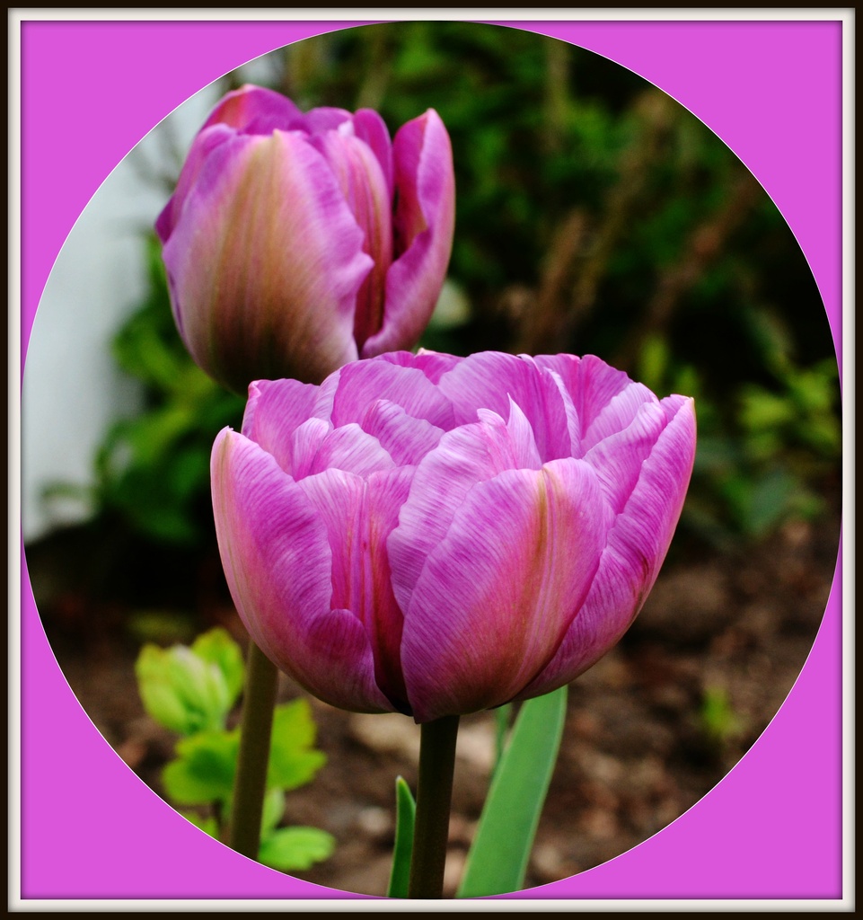 First tulips  by rosiekind