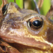 Amphibian friend - selfie in his eye! by callymazoo