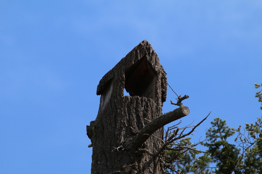 Tree House by kimmer50