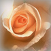 Dreamy Rose by salza