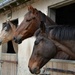 3 horses  by parisouailleurs