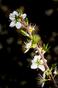 31st Mar 2014 - Hawthorn Blossom...