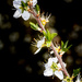 Hawthorn Blossom... by vignouse