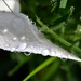 Dew drops by dianeburns
